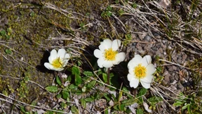 Blümchen Kalter Zeiten