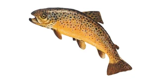 Was war nochmal Floccinaucinihilipilification?