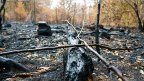 Laubbäume widerstehen dem Feuer besser