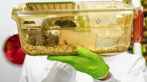 Lassen sich Tierversuche bei der Entwicklung von Medikamenten ersetzen?