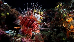Schillernde Unterwasserwelt trifft auf Traumstrand