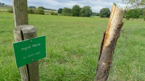 Und so wanderte ich in der lieblichen Kühle