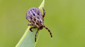 Zecken lauern auch in Städten