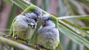 Krieg den Mönchssittichen