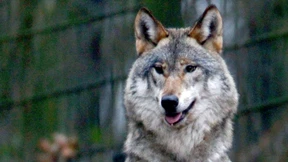 Auf der Fährte der Wilderer