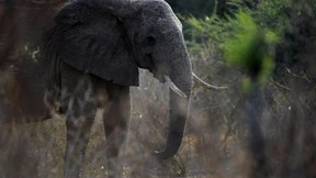 Elefanten in der Kunsttherapie