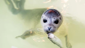 Norddeutsche Seehundstationen ziehen rund 400 Jungtiere groß