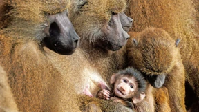 Warum gesunde Zootiere getötet werden