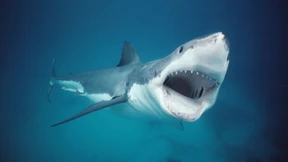 Raubfische vor der Freiheitsstatue