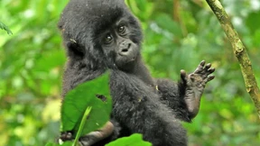 Wer Gorillas retten will, muss auch Menschen schützen