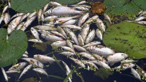 Rätselhaftes Fischsterben in Taunusstein