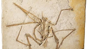 Vier Pterosaurier-Fossilien aus dem Solnhofner Plattenkalk