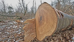 Details zum leidenden Stadtwald