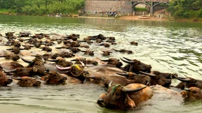 Was essen eigentlich Klimatarier?