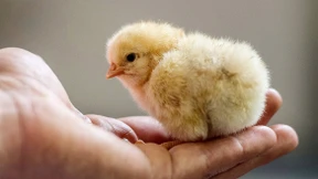 Bundestag stoppt massenhafte Kükentötung von 2022 an