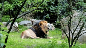 Mehr Platz für die Löwen