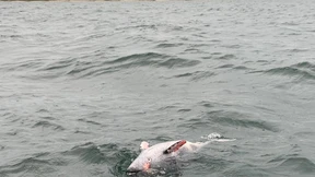 Verdacht fällt auf Bundeswehr