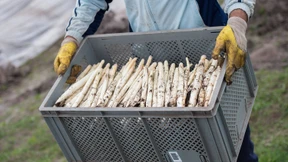 Nachfrage nach dem Spargel wächst