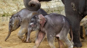 Tierschützer werfen Zoo Misshandlung von Elefanten vor