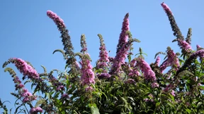 „Dass invasive Arten alles plattmachen, ist eine Mär“