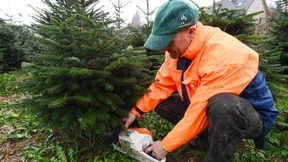 Der Trend geht zur Zweittanne