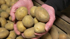 Kartoffeln werden billiger