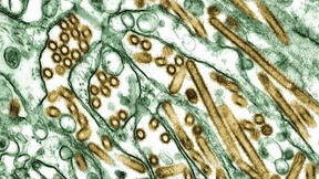 Experten im Alleingang