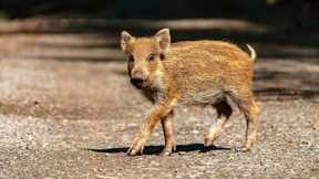 Die Tiere unseres Sommers