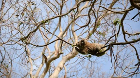 Phantomsuche im Reich der Riesenbeutelmarder
