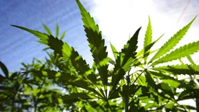 Australischer Cannabis-Produzent will an die Frankfurter Börse