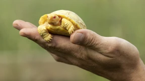 Albino-Schildkröte erstmals der Öffentlichkeit präsentiert