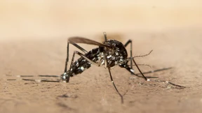 Kommunen kämpfen gegen die Tigermücke