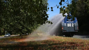 Eine Straße, viele Bäume