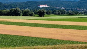 Grüne Felder trotz Dürre
