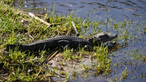 Vechta sucht nach einem Alligator