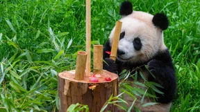 Panda-Zwillinge feiern Geburtstag mit Bambustorte