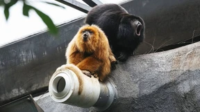 F.A.Z. übernimmt Patenschaft für Brüllaffen