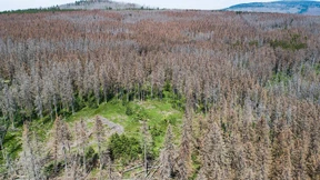 Sieben Thesen für die Forstwirtschaft der Zukunft
