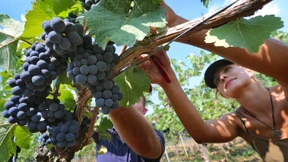 Wein in Deutschland ist teurer geworden