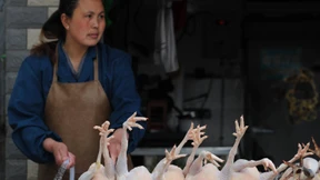 Mit Isatiswurzeln gegen das tödliche Virus