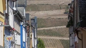 Die besten Weine vom Rüdesheimer Berg im Rheingau