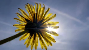 Das Gras wächst nicht schneller, wenn man zieht