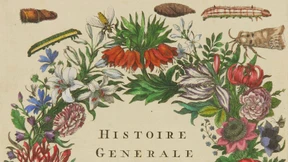 Der Raupen wunderbare Verwandlung