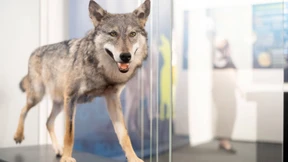 Der Autobahntod des Mainzer Wolfs