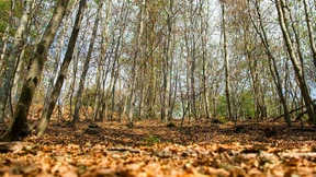 Jetzt geht es um den deutschen Wald