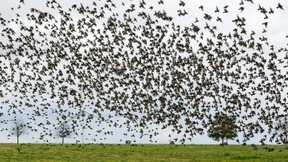 Wo sind Europas  Vögel geblieben?