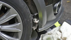Babykatze fährt 150 Kilometer hinter Stoßstange von Auto mit