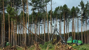 Umweltschützer wollen gegen weitere Rodung vorgehen
