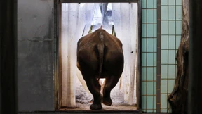 Wird der Frankfurter Zoo an den Stadtrand verlegt?