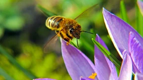 Im Rausch der Pestizide